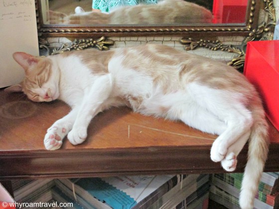 PURRfect afternoon at the cat cafe in Paris | www.whyroamtravel.com