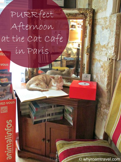 PURRfect afternoon at the cat cafe in Paris | www.whyroamtravel.com
