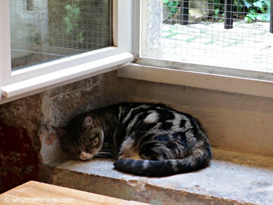 PURRfect afternoon at the cat cafe in Paris | www.whyroamtravel.com